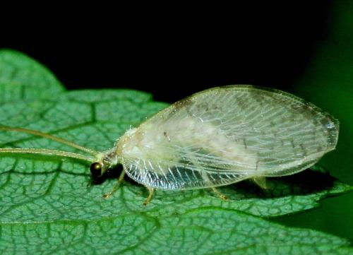 Hemerobius marginatus